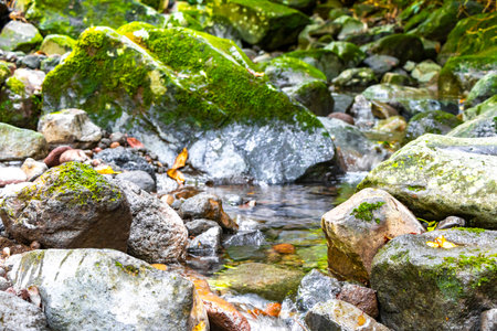 Flowing tropical river stream in jungle forest with water and stones rocks in Para Heredia in...