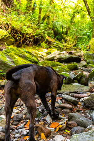 Beautiful black dog at river steam in tropical jungle forest in Para Heredia Costa Rica in Central America.の写真素材