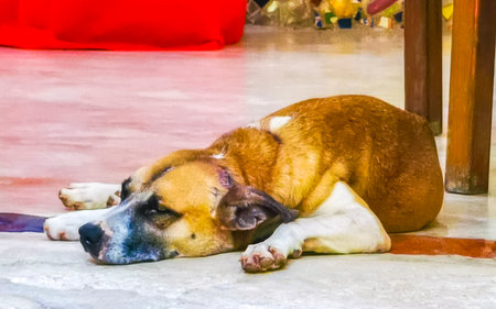 Tired dog sits and sleeps on the floor in Playa del Carmen Quintana Roo Mexico.の写真素材