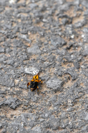 yellow orange insect cicada beetle on the ground in Para Heredia Costa Rica in Central America.