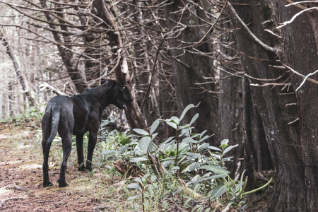 Beautiful majestic black dog in tropical jungle forest in Para Heredia Costa Rica.