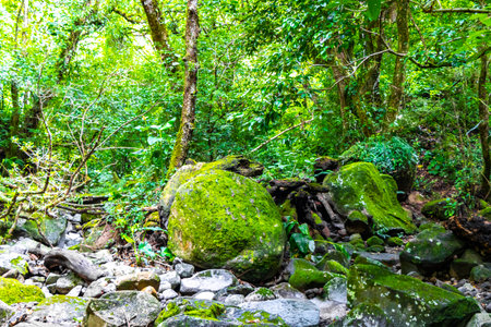 Dry tropical river stream in jungle forest with water and stones rocks in Central America.