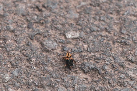 yellow orange insect cicada beetle on the ground in Para Heredia Costa Rica in Central America.