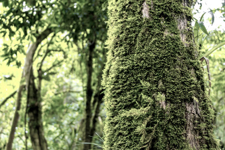 Green moss and lichen on tree bark in the forest in Para Heredia Costa Rica in Central America.