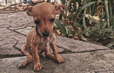 Super cute adorable baby dog sits on the roadside.の写真素材