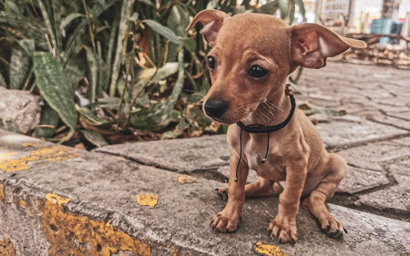 Super cute adorable baby dog sits on the roadside.の写真素材