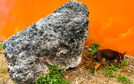 Happy little dog runs around outside.の写真素材