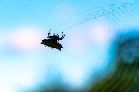 Tropical spider with yellow flat back in web in Para Heredia Costa Rica in Central America.の写真素材