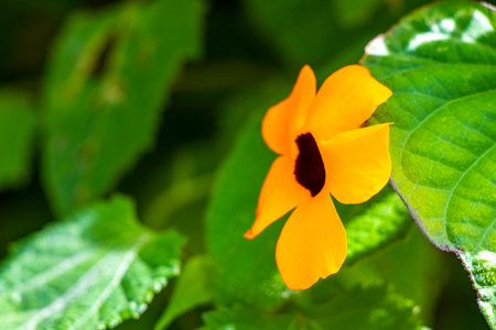 Orange yellow blossom flower in tropical nature garden in Para Heredia Costa Rica in Central America.の写真素材