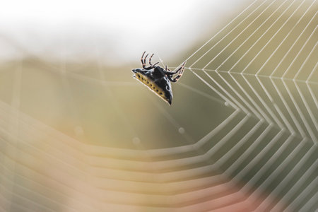 Tropical spider with yellow flat back in web in Para Heredia Costa Rica in Central America.の写真素材