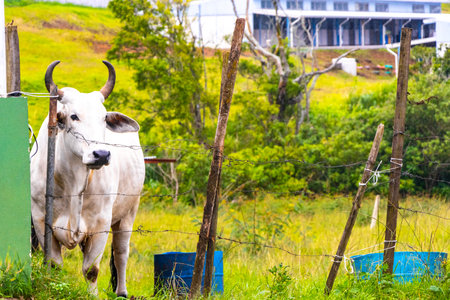 Cows grazing on the pasture in the mountains and forests in Central America.の写真素材