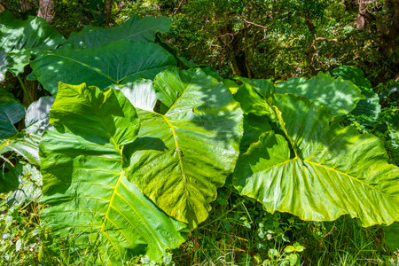 Tropical plant with huge leaves elephant ear in Para Heredia Costa Rica in Central America.の写真素材