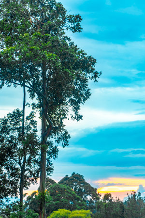Tropical beautiful big trees and blue sky with clouds in Central America.の写真素材
