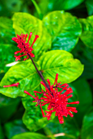 Beautiful red flowers and blossoms in tropical nature in Para Heredia Costa Rica in Central America.の写真素材