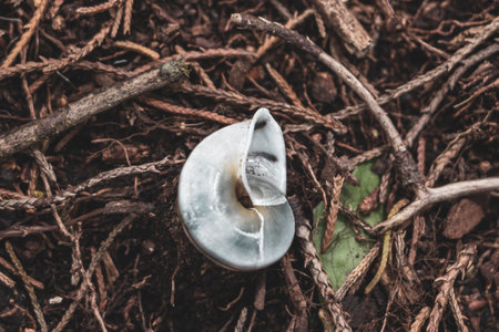 Snail shell empty white on the forest floor in Para Heredia Costa Rica in Central America.の写真素材