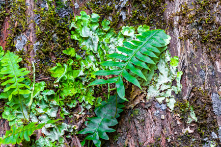 Green moss and lichen on tree bark in the forest in Para Heredia Costa Rica in Central America.の写真素材