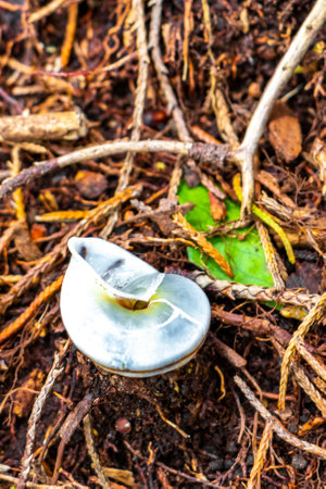 Snail shell empty white on the forest floor in Para Heredia Costa Rica in Central America.の写真素材