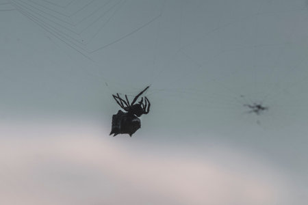 Tropical spider with yellow flat back in web in Para Heredia Costa Rica in Central America.の写真素材