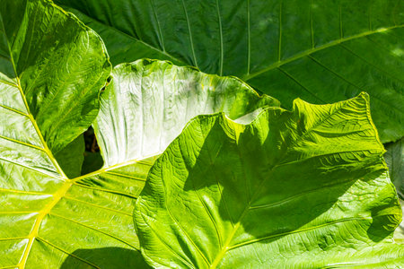 Tropical plant with huge leaves elephant ear in Para in Central America.の写真素材