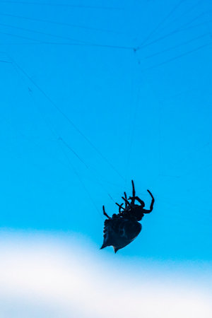 Tropical spider with yellow flat back in web in Para Heredia Costa Rica in Central America.の写真素材