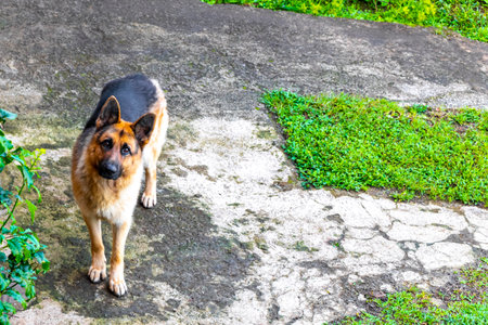 German shepherd in the garden in Para Heredia Costa Rica in Central America.の写真素材