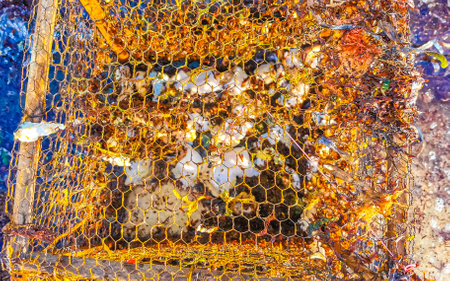 Chicken heads in a cage on the seashore in Playa del Carmen Quintana Roo Mexico.