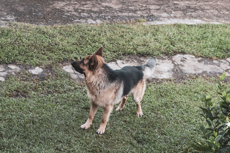 German shepherd in the garden in Para Heredia Costa Rica in Central America.