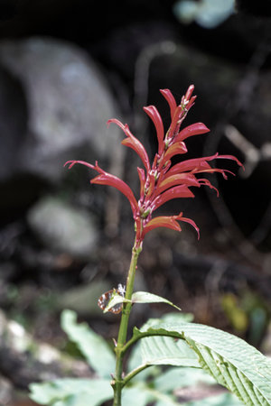 Beautiful red flowers and blossoms in tropical nature.