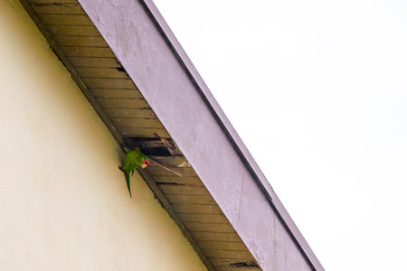 Green parrot under gutter in Para Heredia Costa Rica in Central America.の写真素材