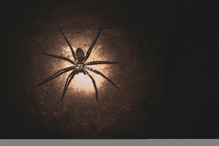 Cave with Laotian giant crab spider Huntsman spider with glowing eyes in Vang Vieng Vientiane Province Laos in Southeastasia Asia.の写真素材