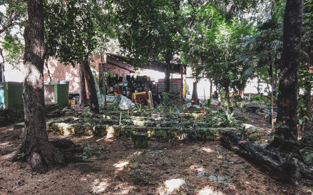 Garden or park in the tropics with tropical palms and other plants and trees in Playa del Carmen...