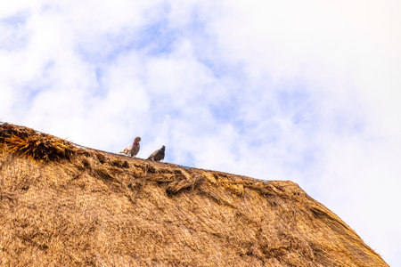 Pigeon bird on thatched roof with blue sky.の写真素材