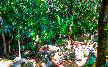 Garden or park in the tropics with tropical palms and other plants and trees in Playa del Carmen Quintana Roo Mexico.の写真素材