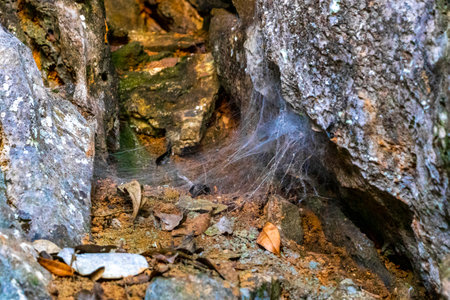Walking and hiking path way road in the tropical jungle and forest to the mountain peak with cliffs and rocks in Vang Vieng Vientiane Province Laos in Southeastasia Asia.の写真素材