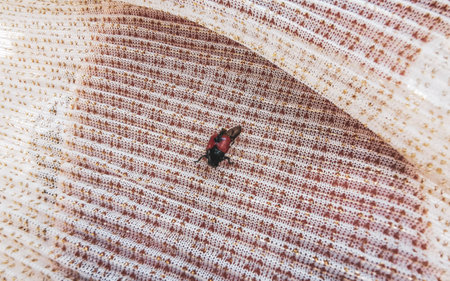 Red ladybug on red yellow fabric.の写真素材