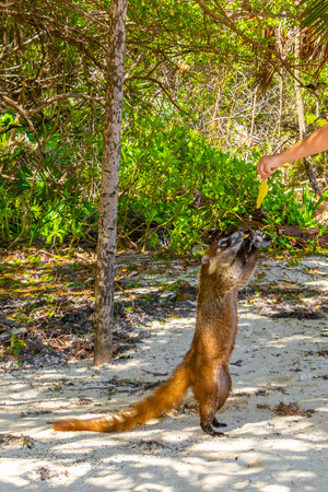 A man is feeding Coati coatis with food in tropical jungle in Playa del Carmen Quintana Roo Mexico.の写真素材