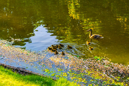 Duck with babies swimming in pond at Bremen Germany.