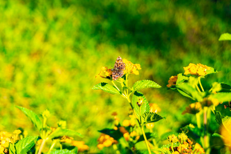 Butterfly insect on plants and grasses in Athens Attica Greece.の写真素材