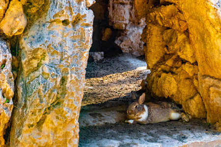 Rabbit resting between rocks in Athens Attica Greece.