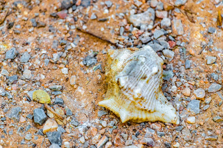 Beautiful shell on stony beach sand.