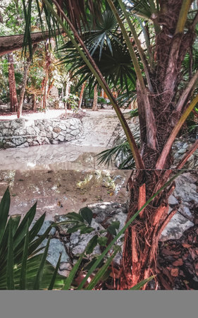 Cenote sinkhole cave lake in the La Ceiba park in Playa del Carmen Quintana Roo Mexico.の写真素材