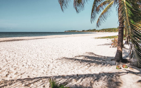 Tropical mexican caribbean beach landscape panorama with clear turquoise blue water and palm trees palms tree in Playa del Carmen Quintana Roo Mexico.の写真素材