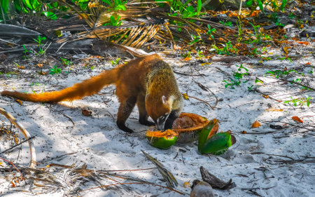 Coati coatis eats is eating a coconut food in tropical jungle in Playa del Carmen Quintana Roo Mexico.の写真素材