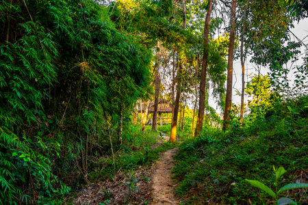 Walking and hiking path way road in the tropical jungle and forest to the mountain peak in Vang Vieng Vientiane Province Laos in Southeastasia Asia.の写真素材