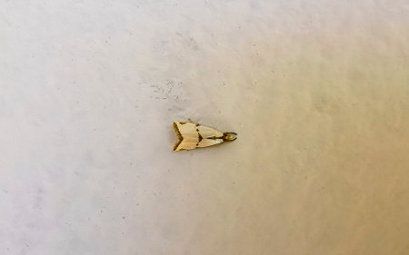 White rare unknown insect on white wall in Zicatela Puerto Escondido Oaxaca Mexico.の写真素材