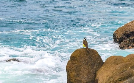 Small tropical yellow bird Great Kiskadee at sea on rock in Zicatela Puerto Escondido Oaxaca Mexico.の写真素材