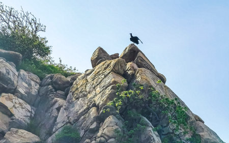 Tropical black vulture bird on rock in Zicatela Puerto Escondido Oaxaca Mexico.の写真素材