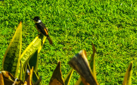 Small tropical yellow bird in the nature.の写真素材