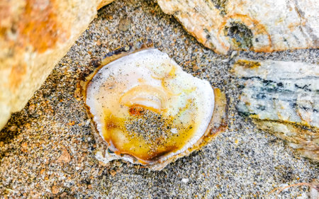 Open old shell on the beach sand in Zicatela Puerto Escondido Oaxaca Mexico.の写真素材