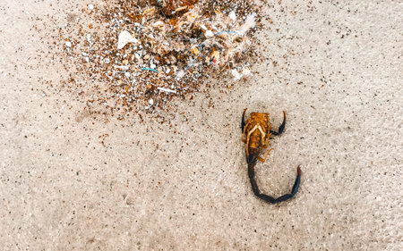 Dead black scorpion in Zicatela Puerto Escondido Oaxaca Mexico.の写真素材